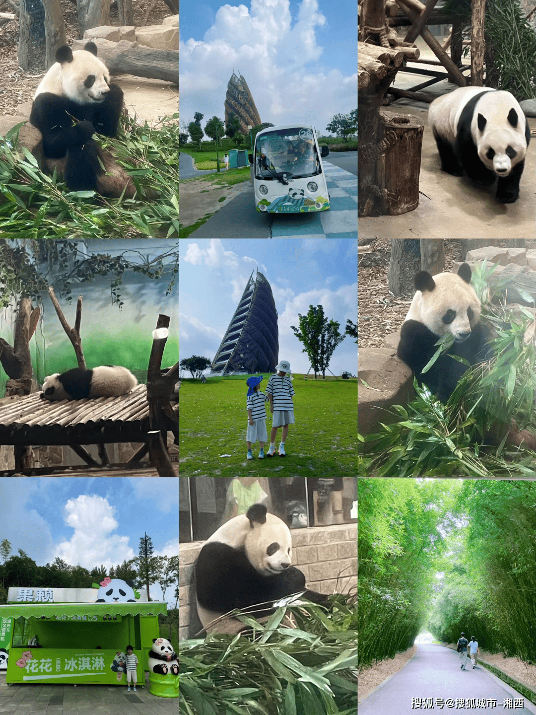 开云官网-大型熊猫徒步游，亲近自然的环保运动的简单介绍