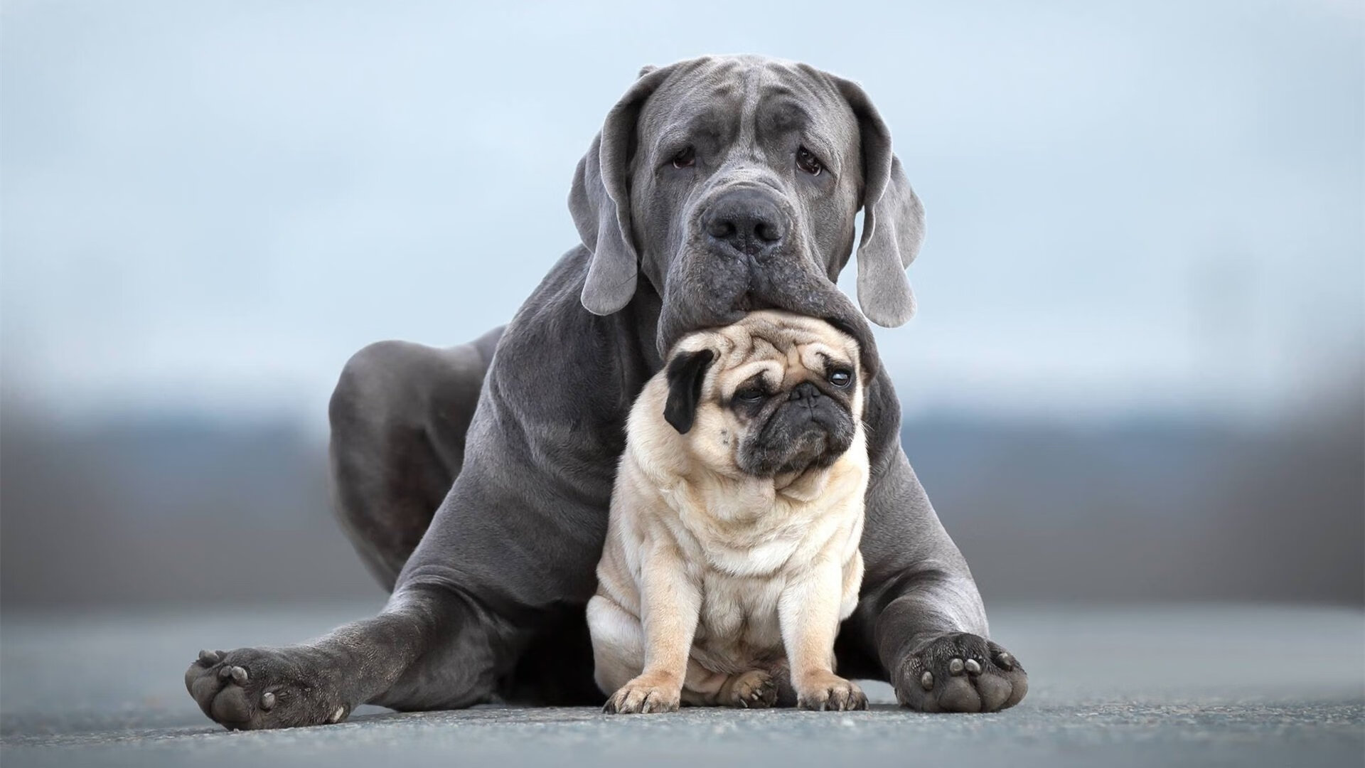 CBA战术板图演变球队打法越来越丰富,篮球战术板画图