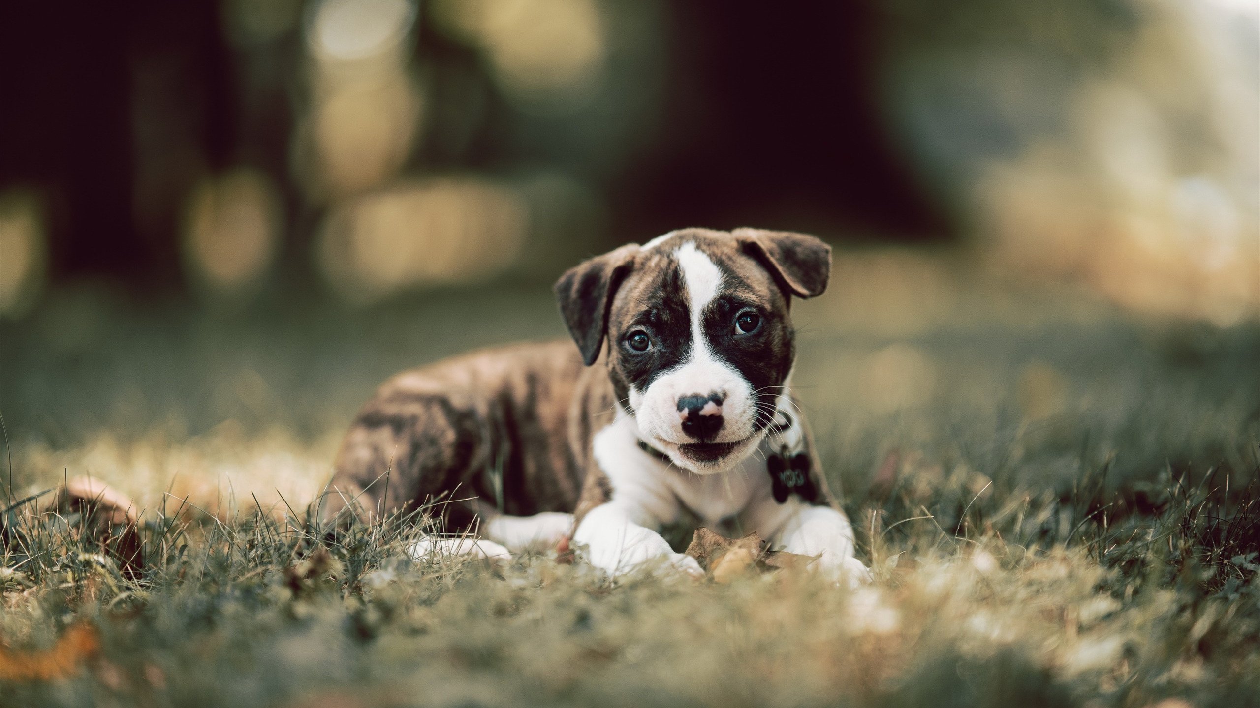 中国三人篮球女队全员参与防守体系构建，中国三人篮球女队获得的成绩为