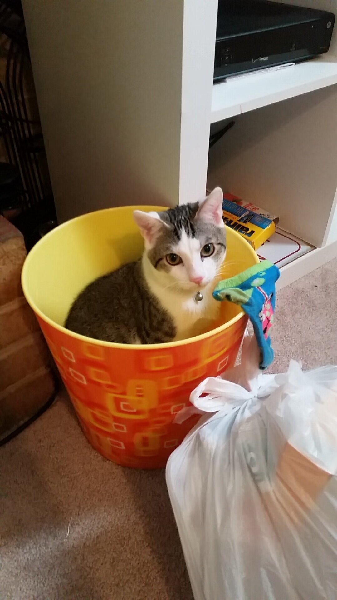 从团队合作到个人突破:澳大利亚队赛制背后的深层战略,澳大利亚队战绩