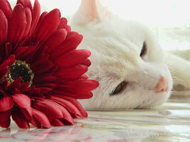 kaiyun体育app-全运会媒体传播引入VR技术提升观赛体验，全运会赛事指挥和新闻媒体中心