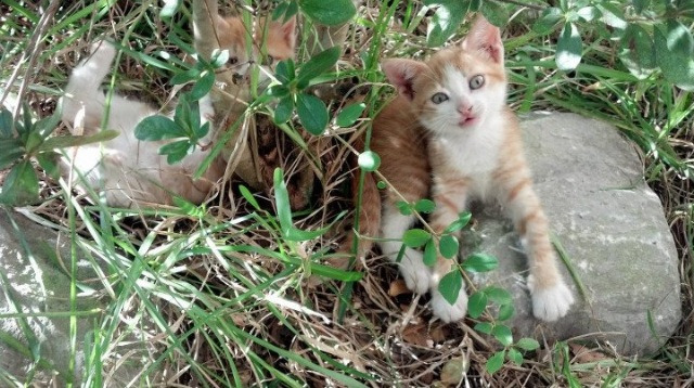 开云中国-瑞典队乒乓战术：从防守反击到全面进攻，瑞典著名乒乓球有哪些选手