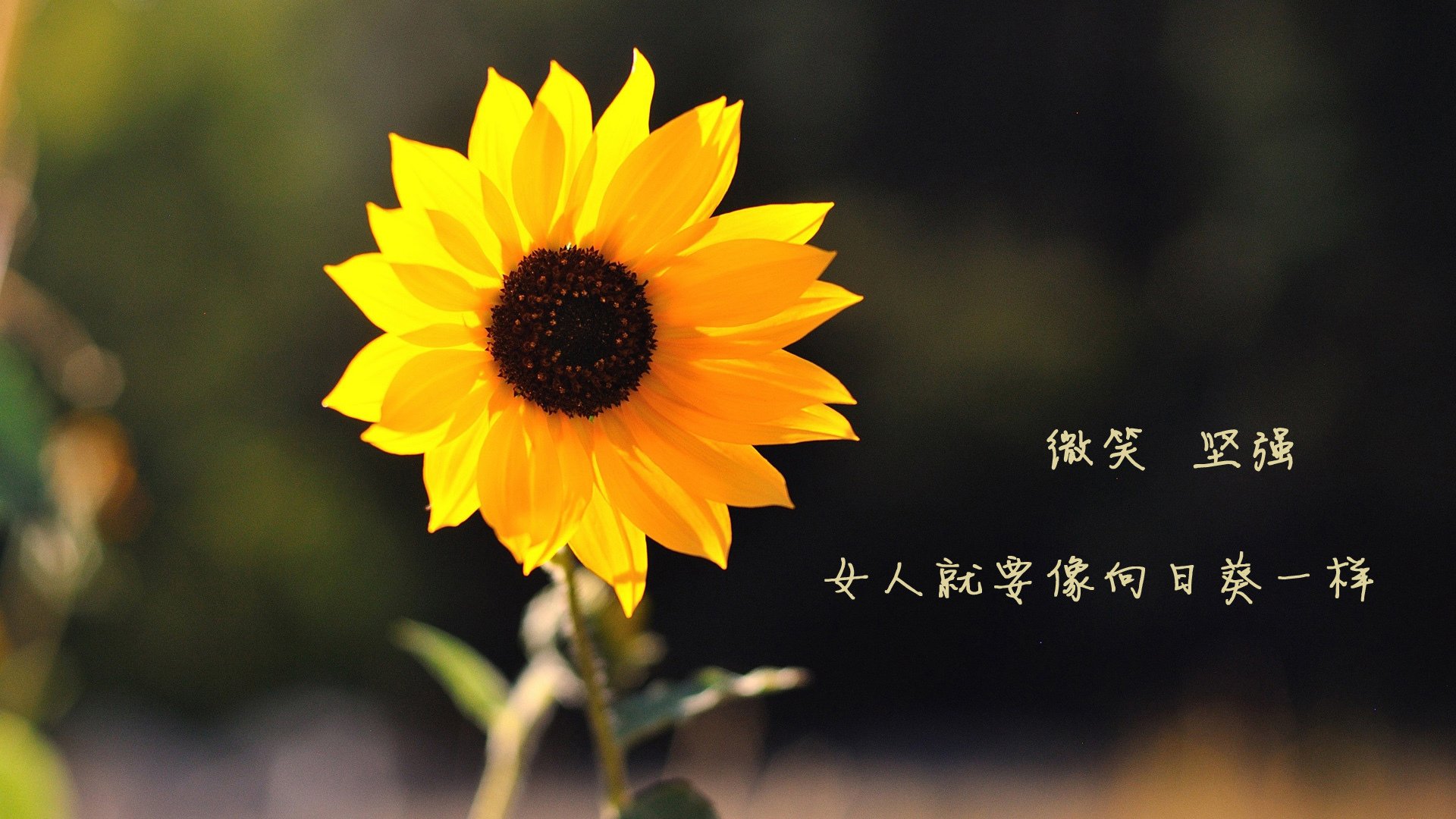 西欧对南美对抗成为焦点话题，西欧对南美对抗成为焦点话题的看法