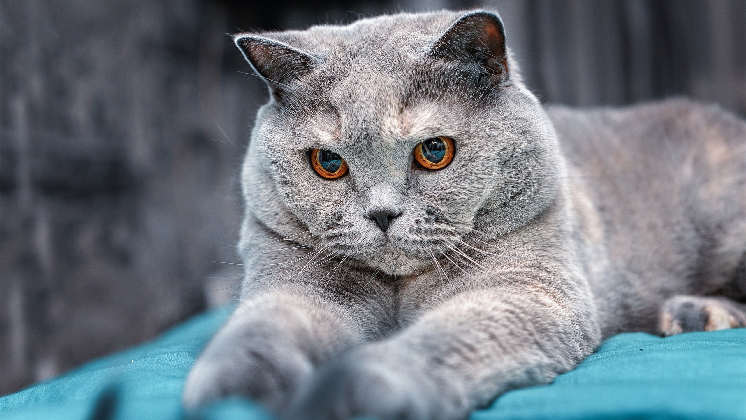 开云入口-尼尔·巴特尔凭借出色的防守，帮助袋鼠队在关键比赛中逆转局势