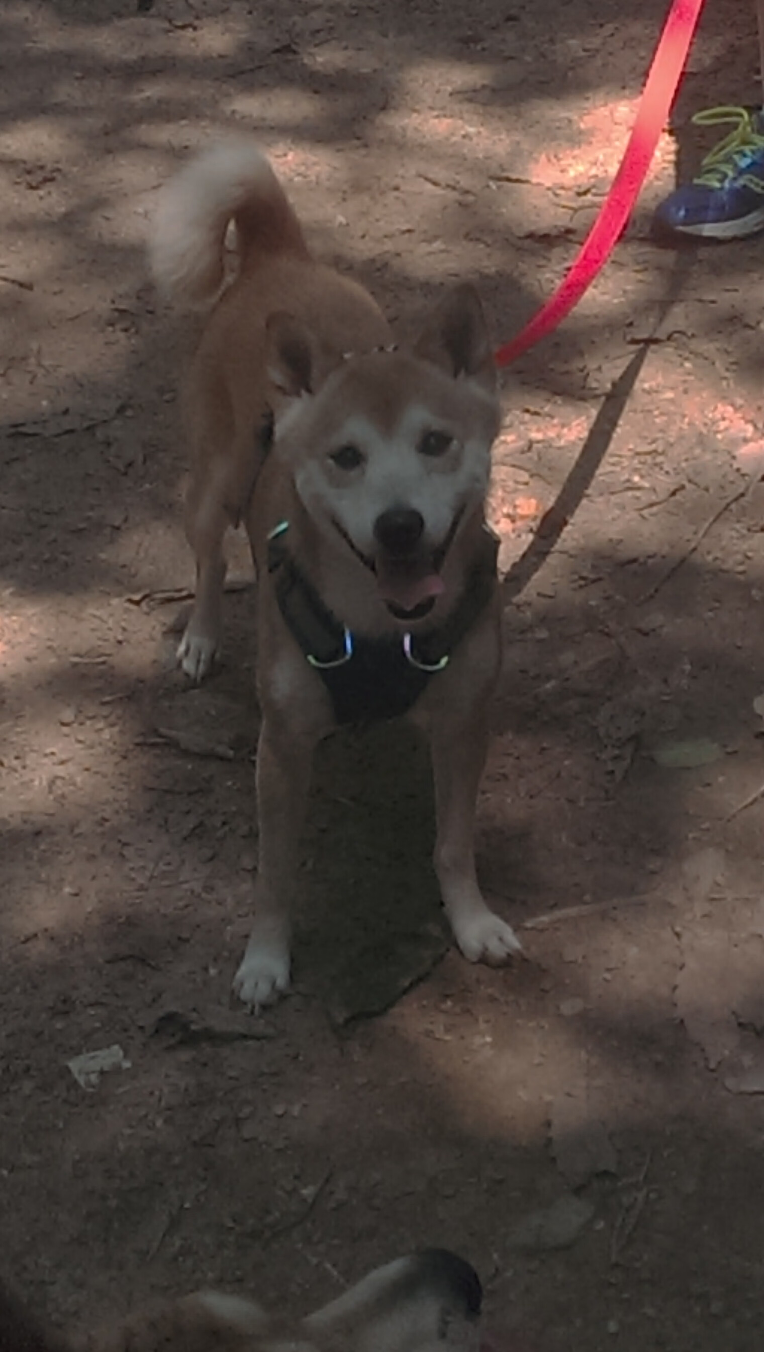 意甲球队在欧战中的表现分析,意甲欧战席位