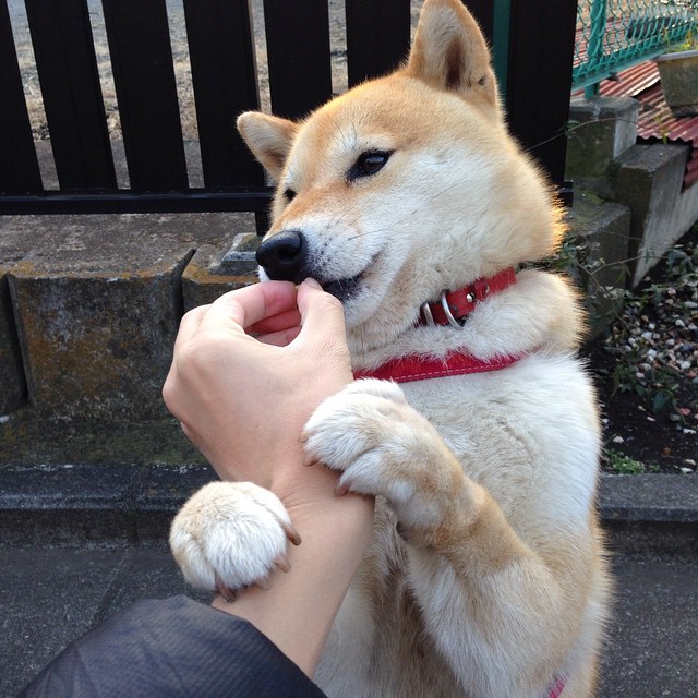 新闻中心发布全国高水平运动员数据管理平台开放信息，高水平运动员成绩查询