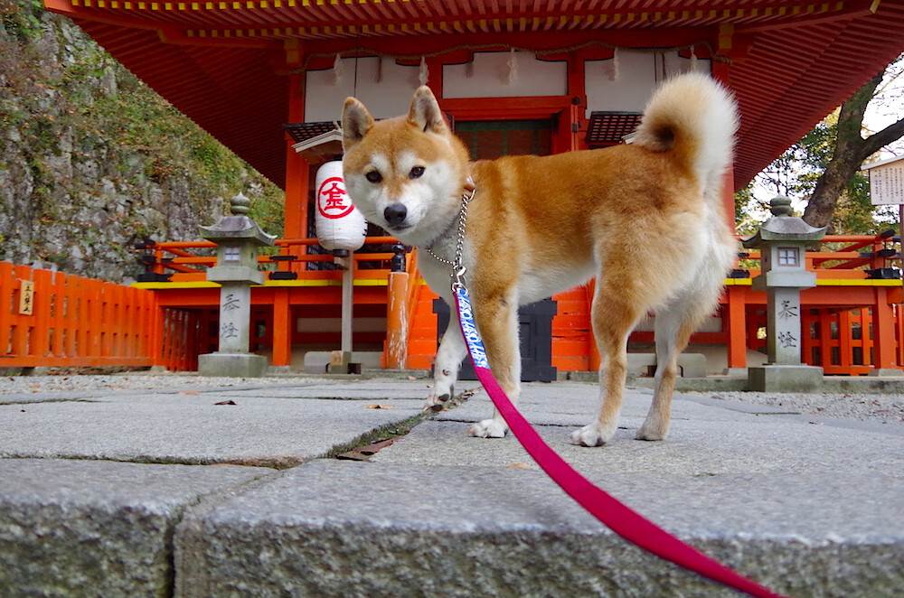 格鲁吉亚女篮在欧洲锦标赛中持续升华，迈入新高度，格鲁吉亚杯赛
