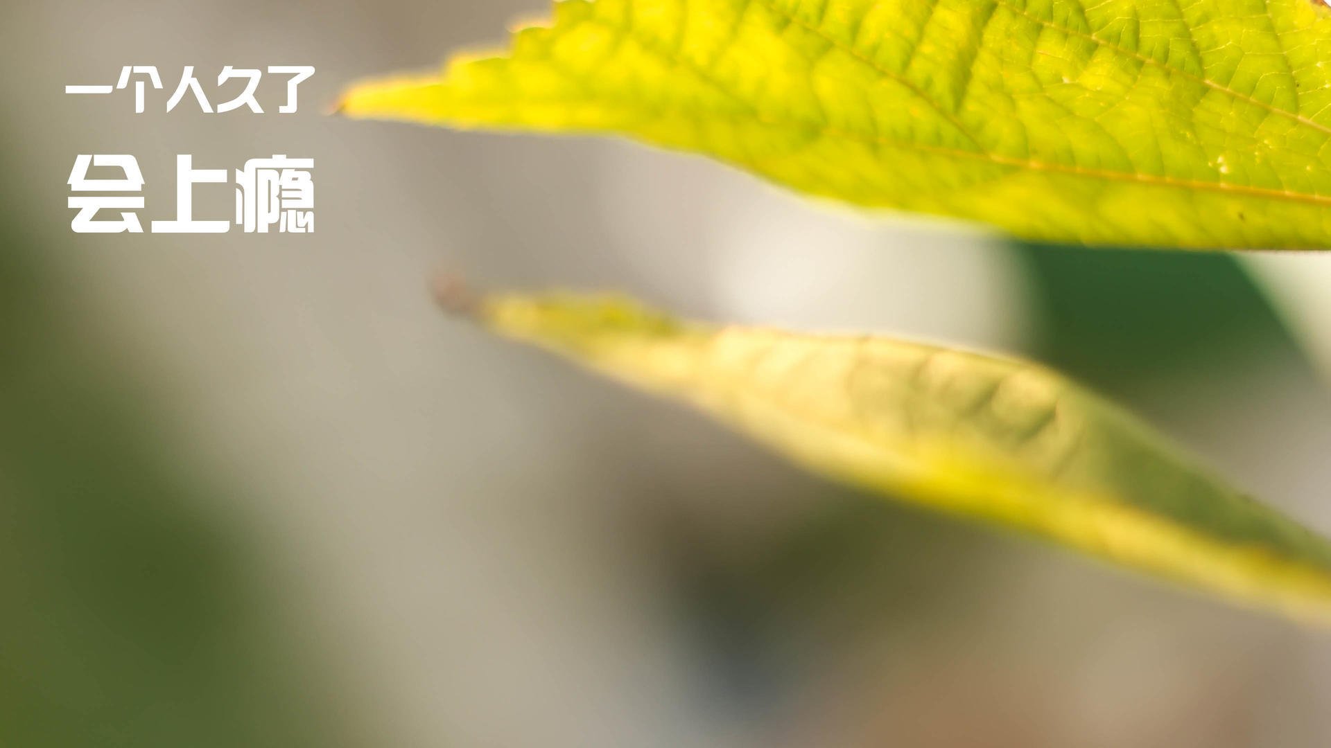 法甲半场绝杀：激烈角逐中的定格瞬间，法甲比赛集锦